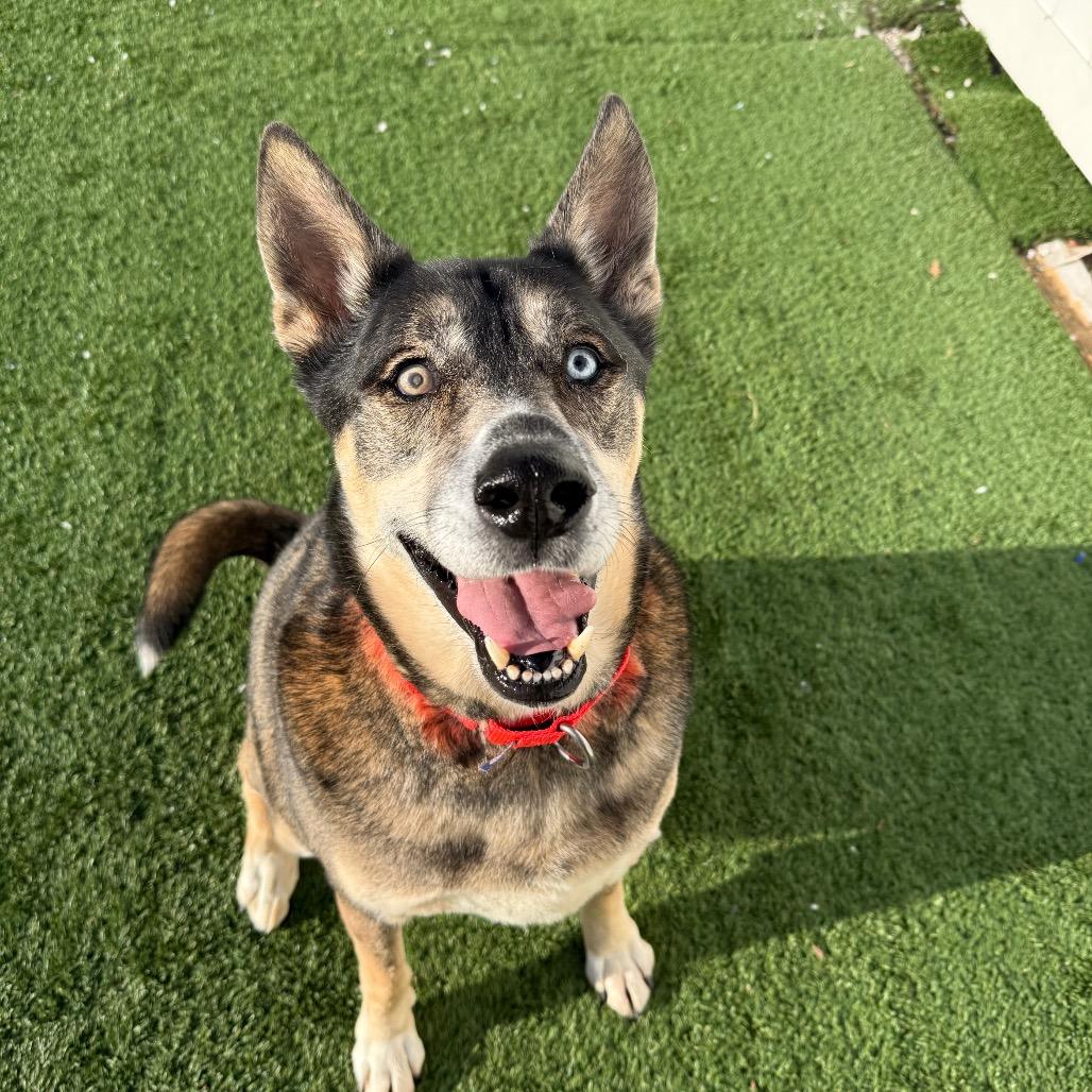 Enlarge Smokey, a Adoptable Mixed Breed in Naperville, IL image 2/5