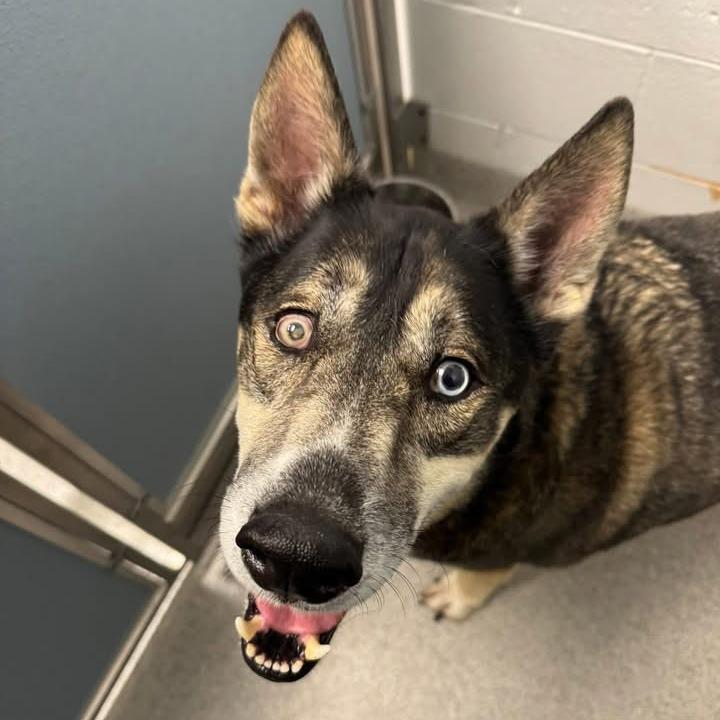 Enlarge Smokey, a Adoptable Mixed Breed in Naperville, IL image 3/5