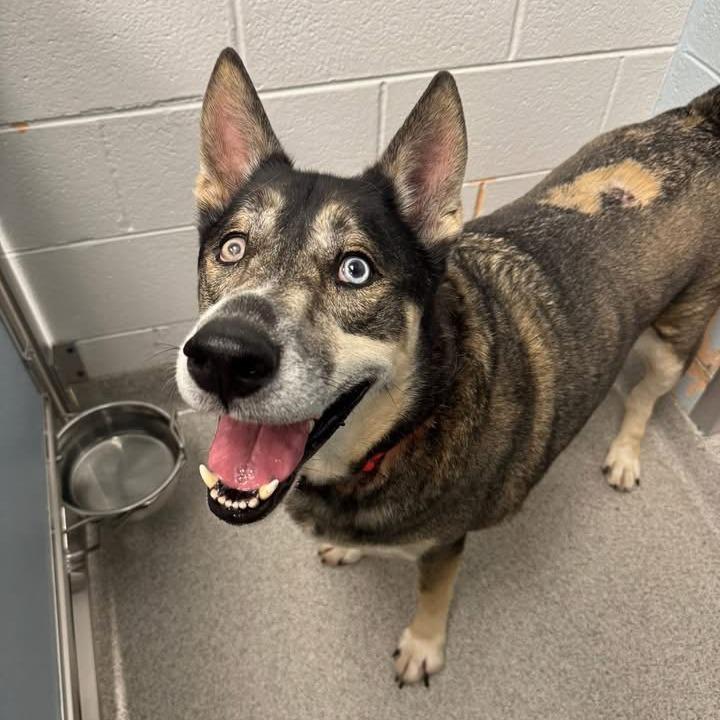 Enlarge Smokey, a Adoptable Mixed Breed in Naperville, IL image 4/5
