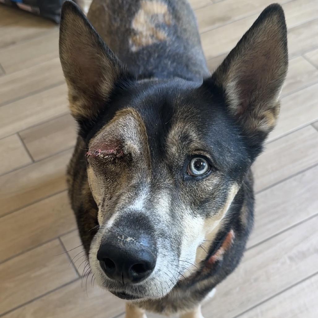 Smokey - In Foster, Adoptable, Adult Male Mixed Breed.