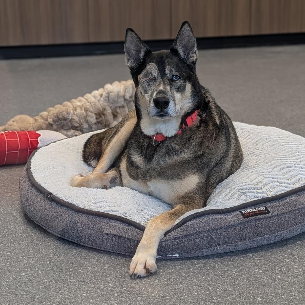 Smokey - In Foster, a Adoptable Mixed Breed in Naperville, IL image 2/2