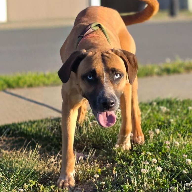 Enlarge ZuZu, a ADOPTABLE mixed breed in CLARKSVILLE, TN image 3/3