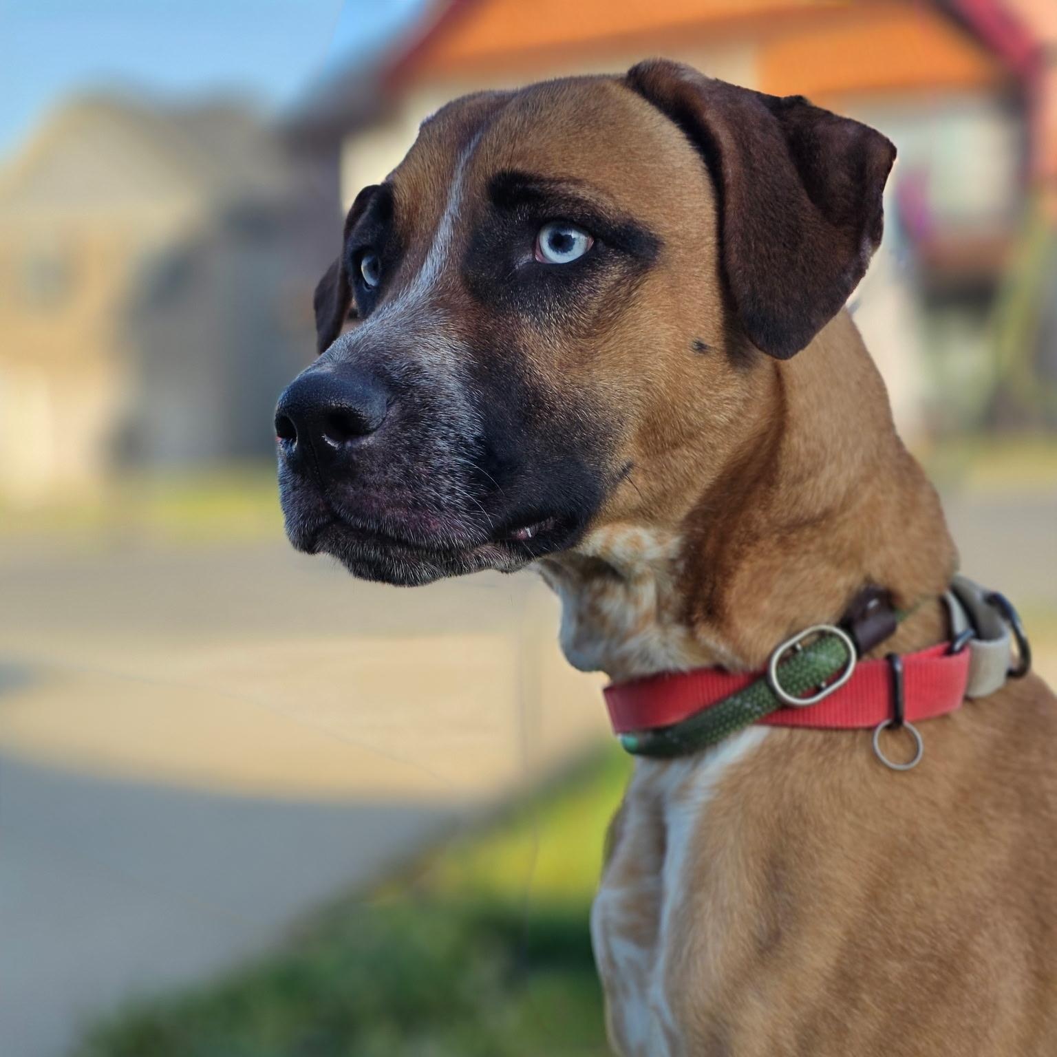 Enlarge ZuZu, a ADOPTABLE mixed breed in CLARKSVILLE, TN image 1/3