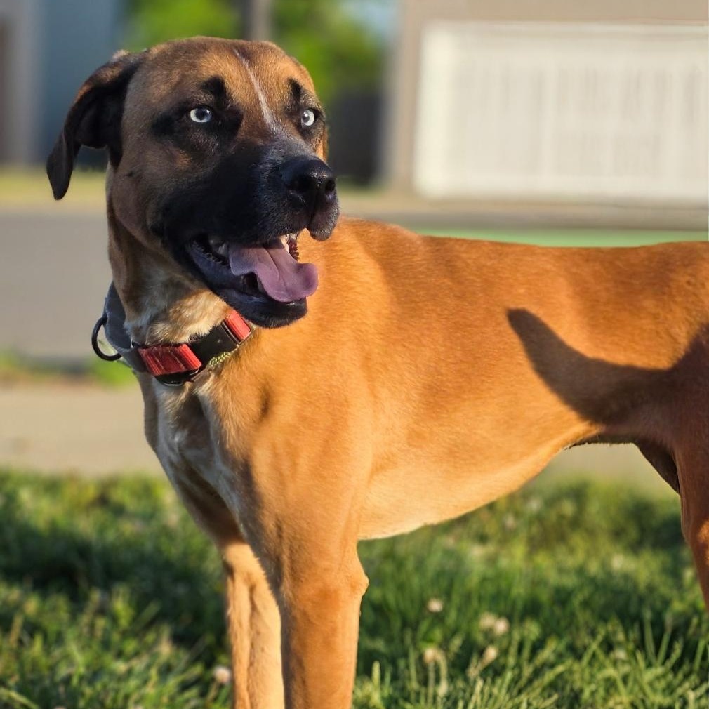 Enlarge ZuZu, a ADOPTABLE mixed breed in CLARKSVILLE, TN image 2/3