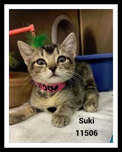 SUKI