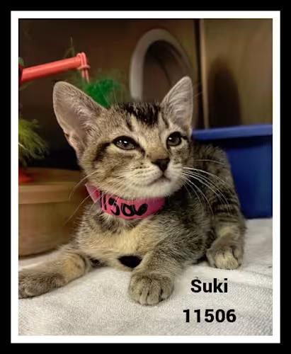 SUKI