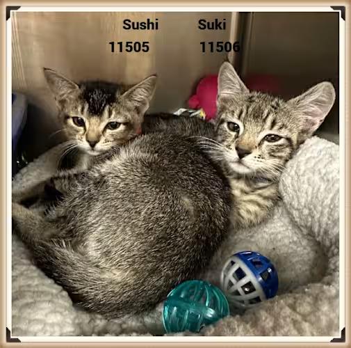 SUKI