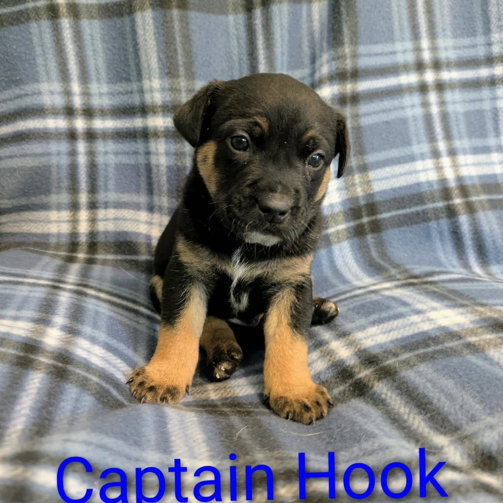 Captain Hook, Adopted, Puppy Male Cattle Dog.