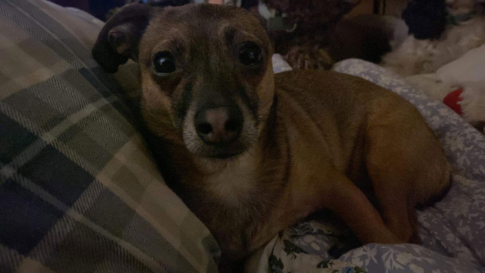 Poppy, a Adoptable Chihuahua in Lewistown, PA image 2/3