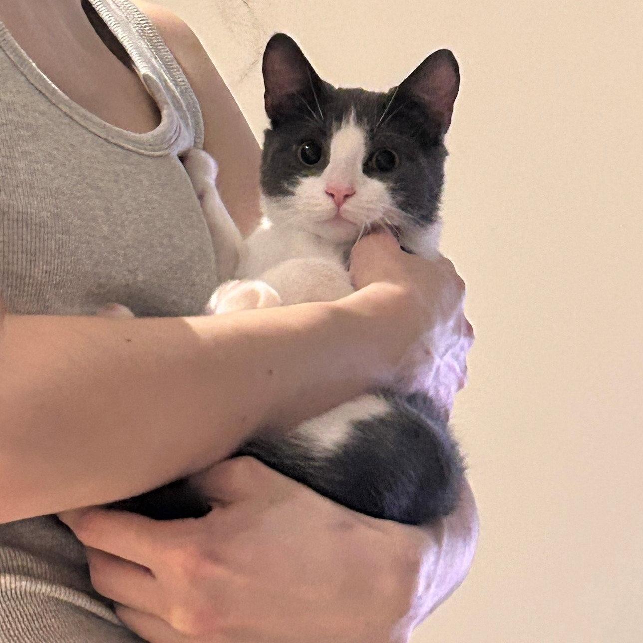 Haku, Adopted, Kitten Male Domestic Short Hair.