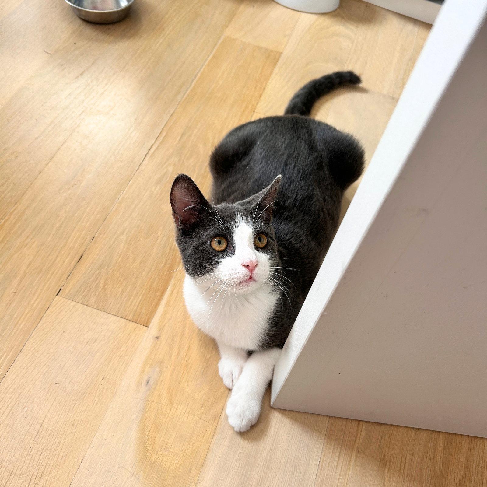 Enlarge Haku, a Adopted Domestic Short Hair in Brooklyn, NY image 3/3