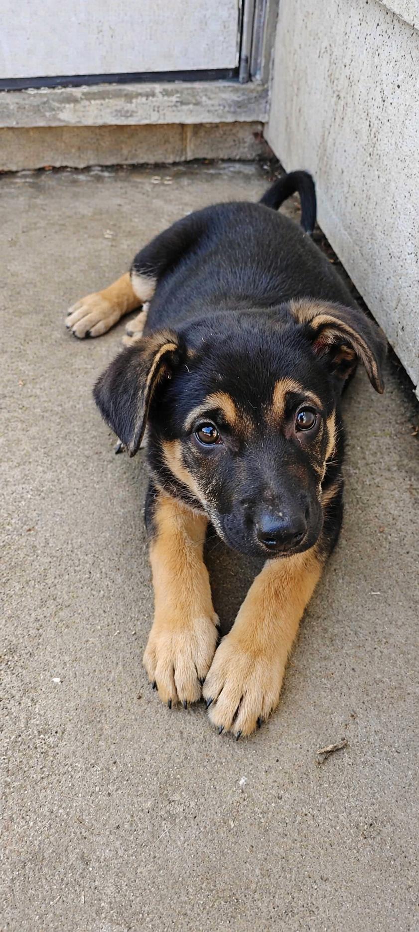 Dawn Bellwether, ADOPTABLE, Puppy Female Mixed Breed.