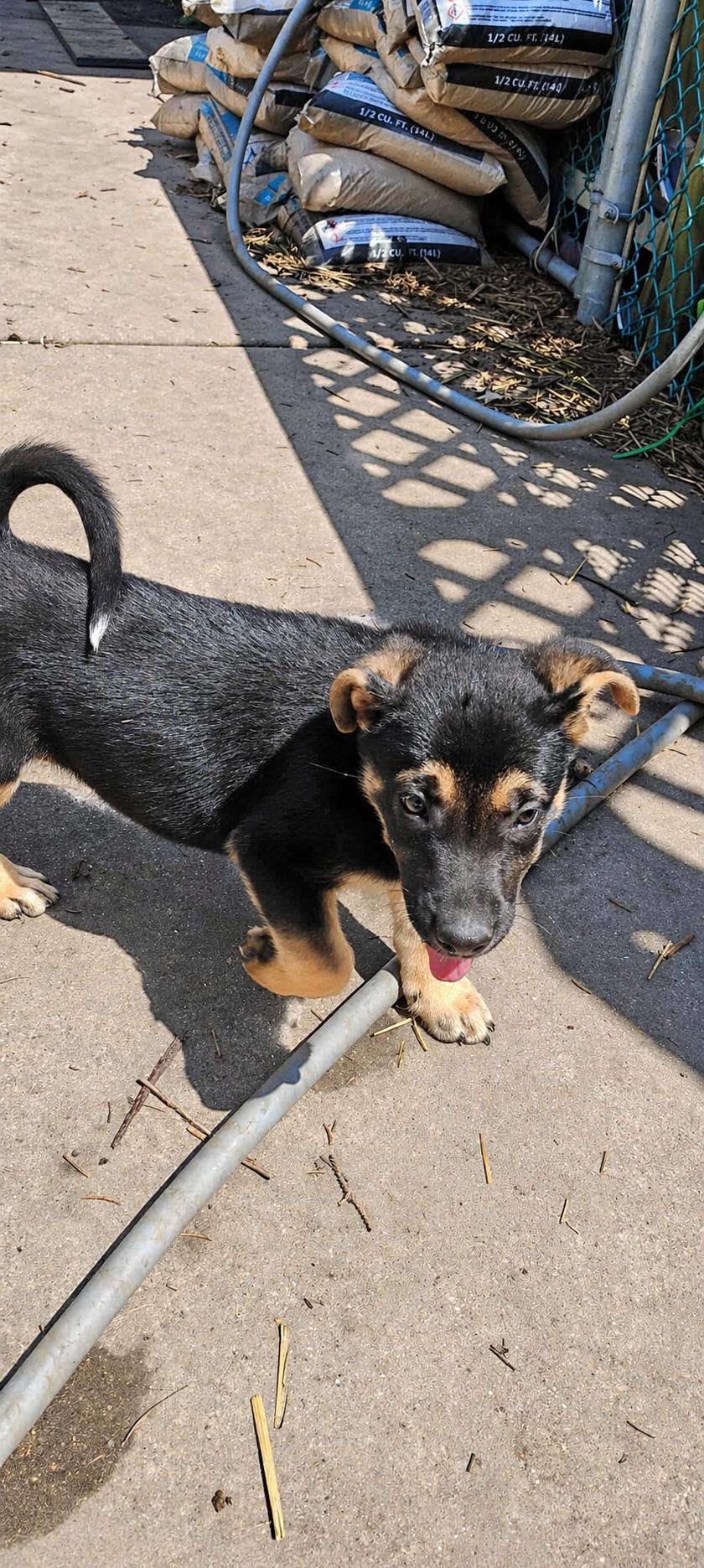 Enlarge Dawn Bellwether, a ADOPTABLE Mixed Breed in Kenosha, WI image 3/3