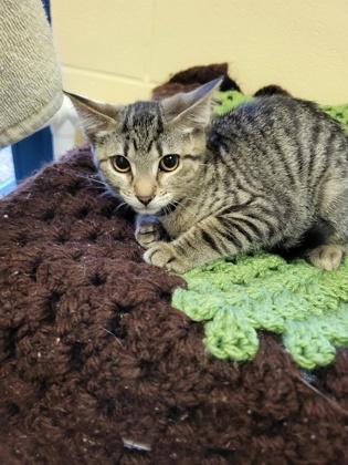 Arizona, Adoptable, Kitten Female Domestic Short Hair & Domestic Short Hair.