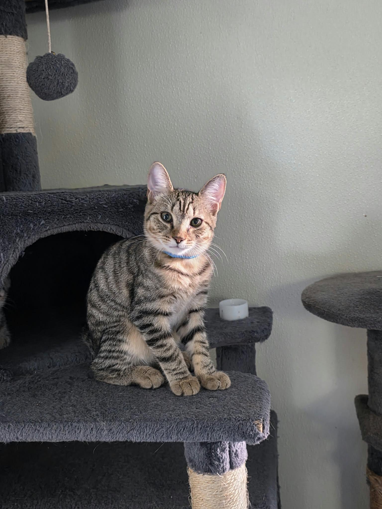 Enlarge Mike D, a Adopted Domestic Short Hair in Umatilla, FL image 2/4