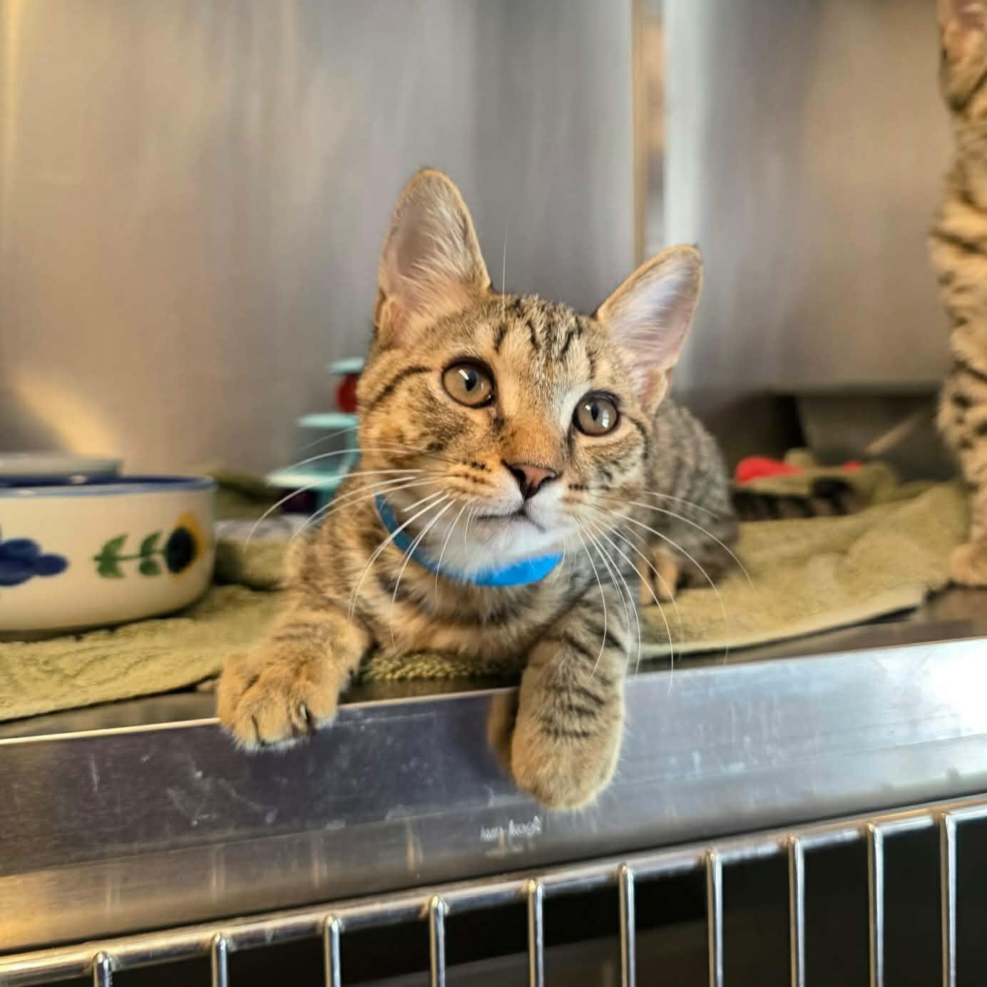 Enlarge Mike D, a Adopted Domestic Short Hair in Umatilla, FL image 1/4