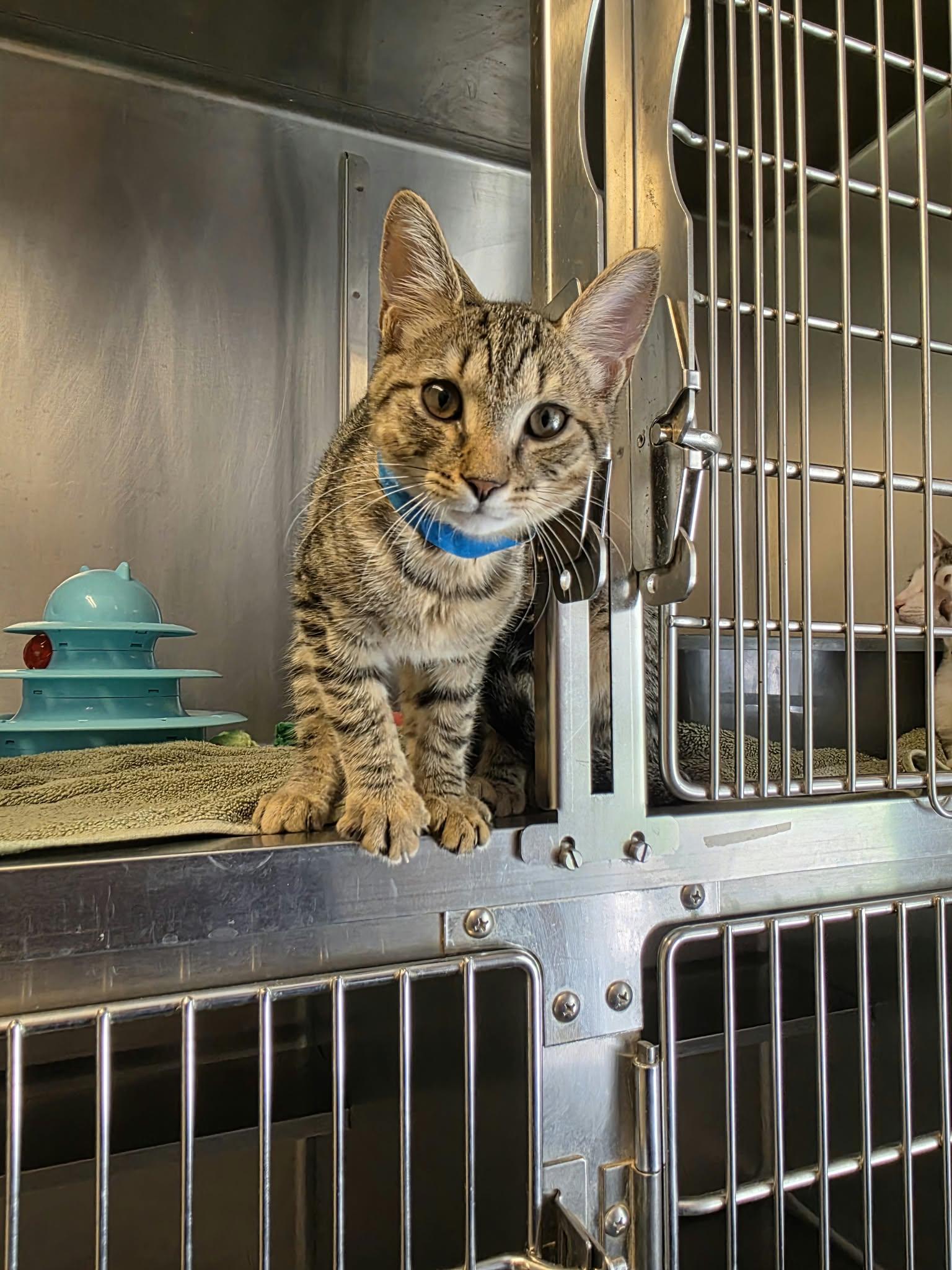 Enlarge Mike D, a Adopted Domestic Short Hair in Umatilla, FL image 4/4