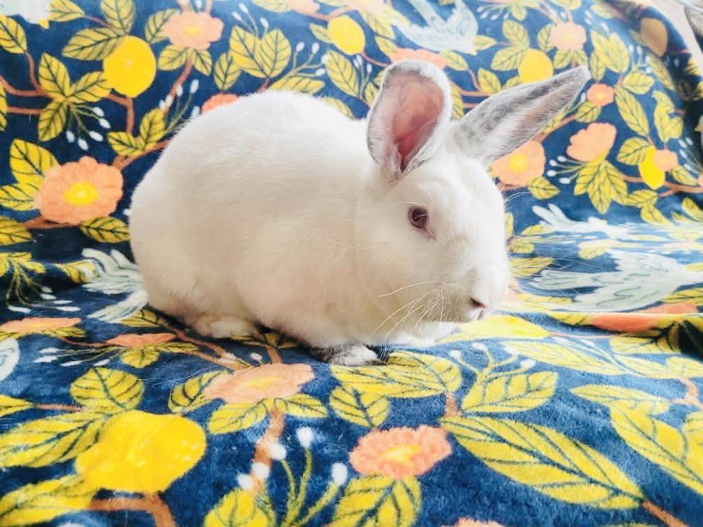 Enlarge LeAnn Thymes, an adoptable mixed breed in Lockport, IL image 4/4