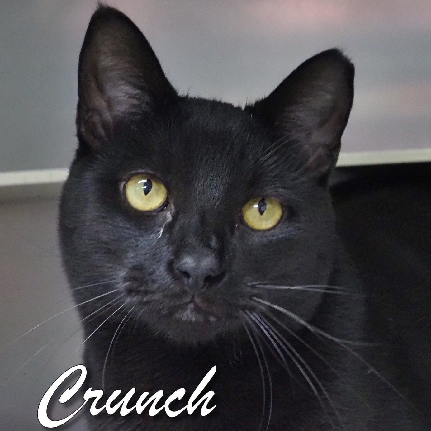 Crunch, Adoptable, Young Male Domestic Short Hair.