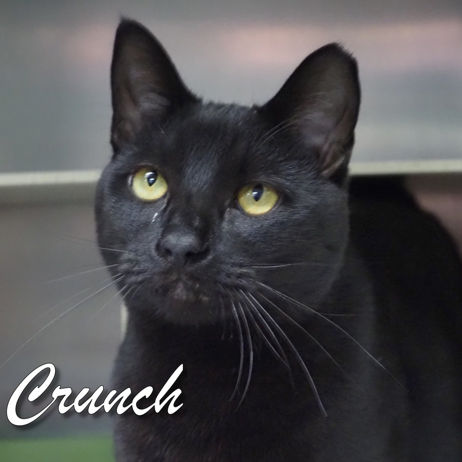 Crunch, a Adoptable Domestic Short Hair in Cape May Court House, NJ image 2/3