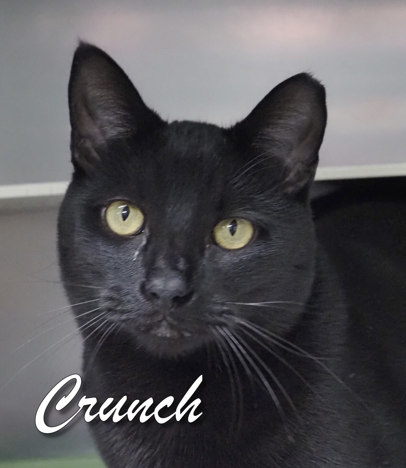 Crunch, a Adoptable Domestic Short Hair in Cape May Court House, NJ image 3/3
