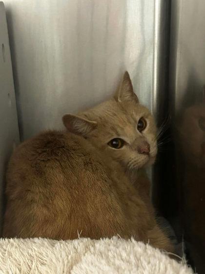 Stair Master, Adoptable, Adult Male Domestic Short Hair & Domestic Short Hair.