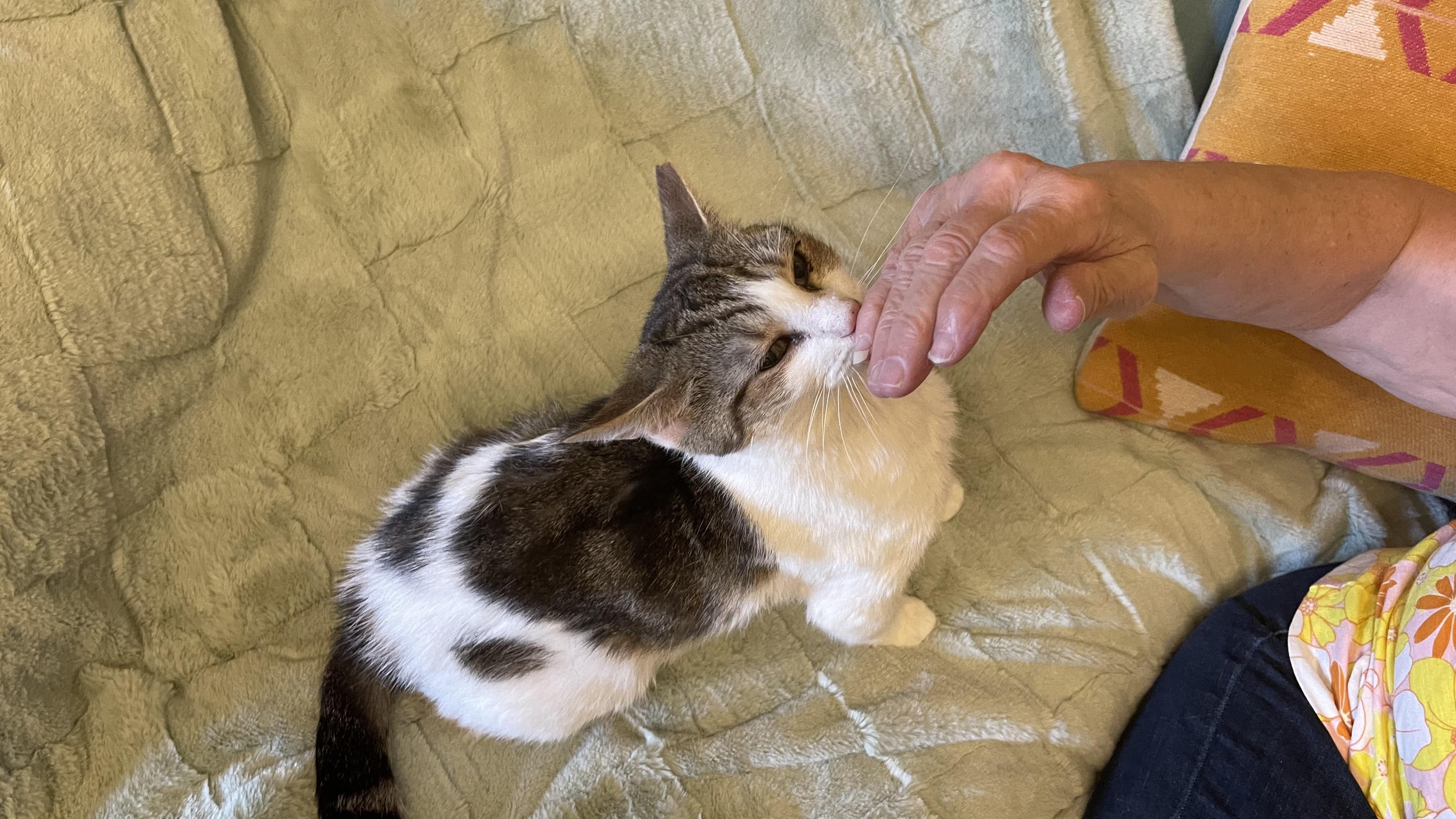 Enlarge Felicity, an adopted Domestic Short Hair in Claridge, PA image 1/6