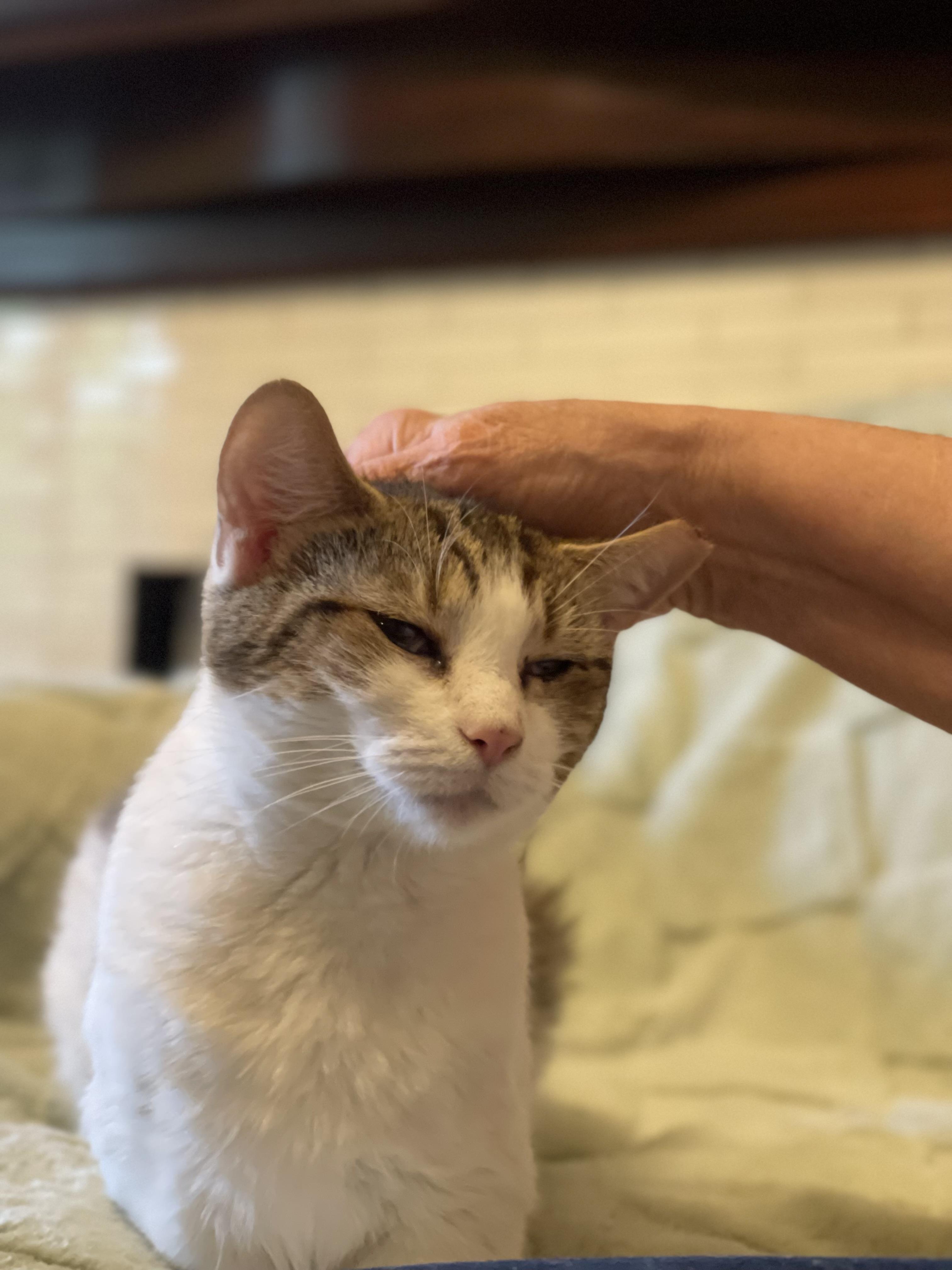 Enlarge Felicity, an adopted Domestic Short Hair in Claridge, PA image 2/6