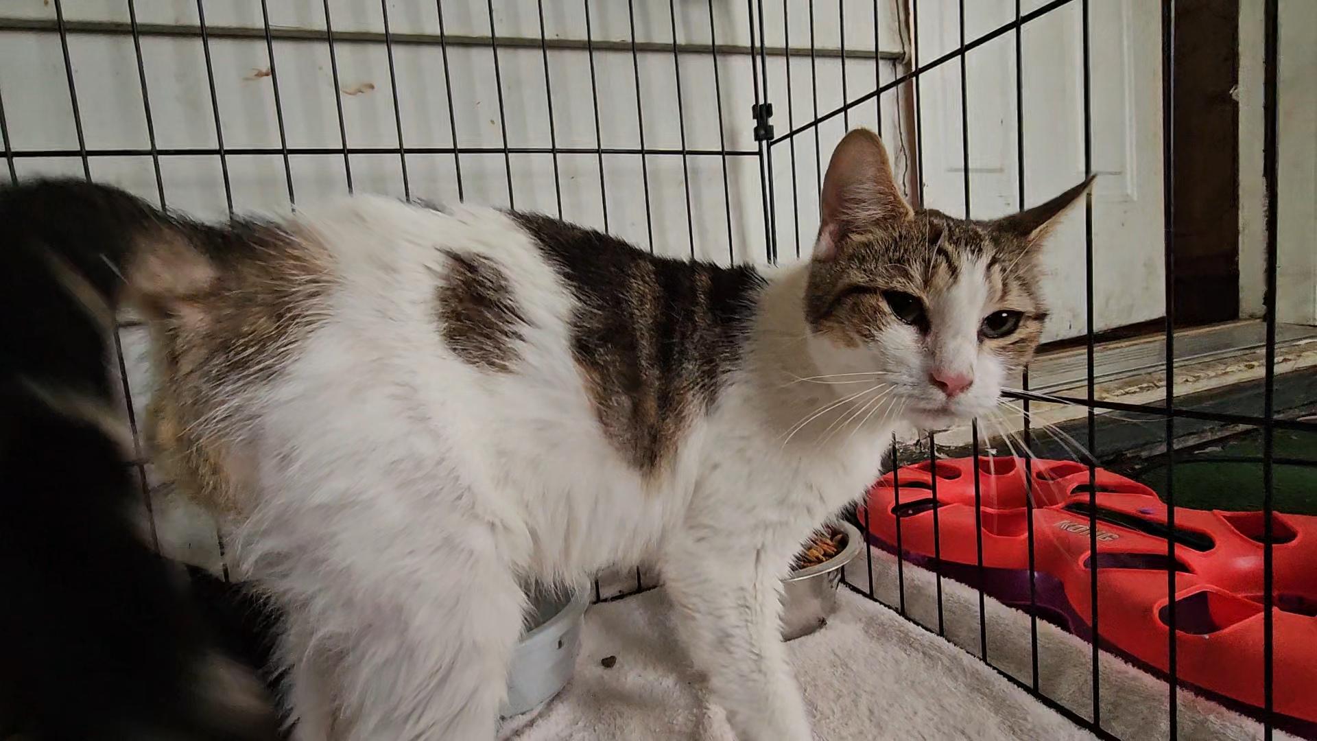 Enlarge Felicity, an adopted Domestic Short Hair in Claridge, PA image 4/6