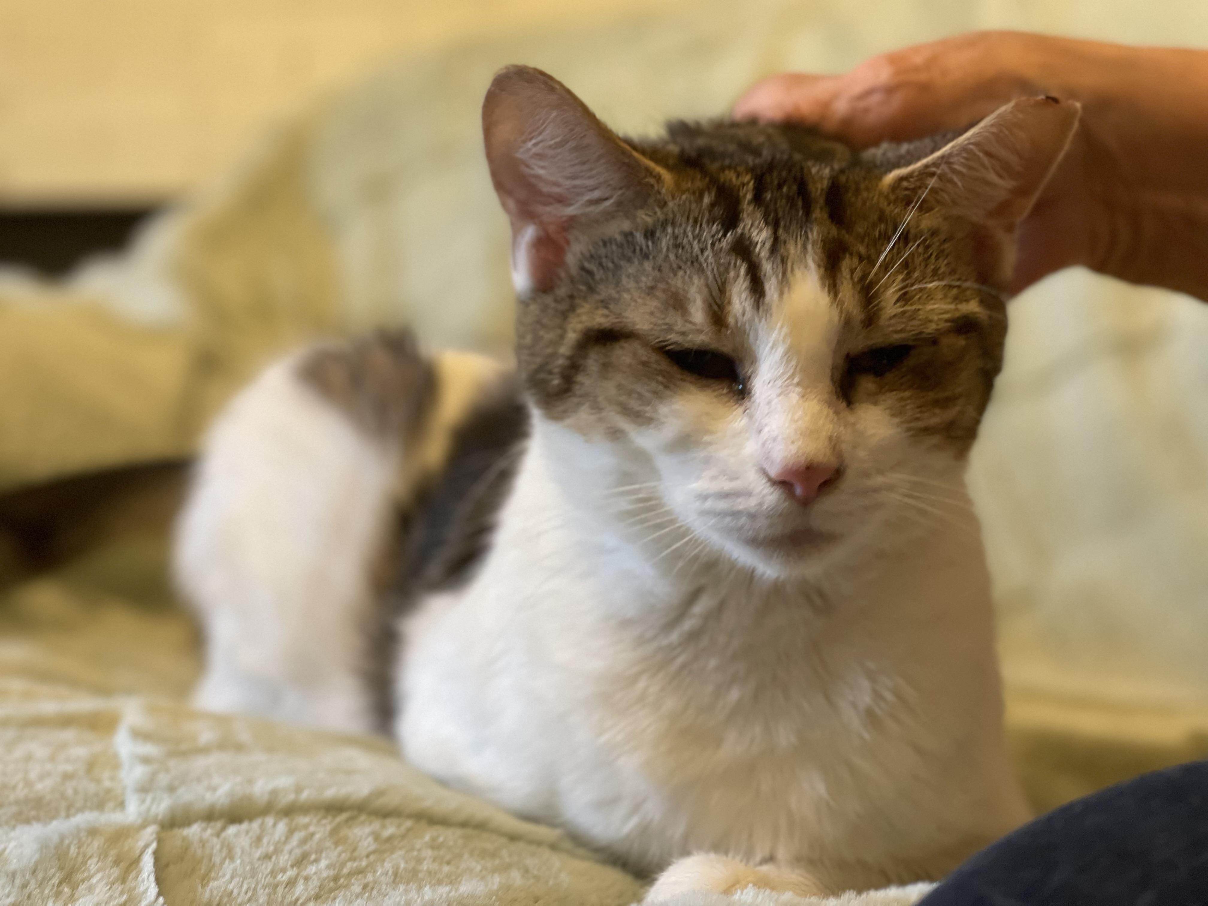 Enlarge Felicity, an adopted Domestic Short Hair in Claridge, PA image 5/6