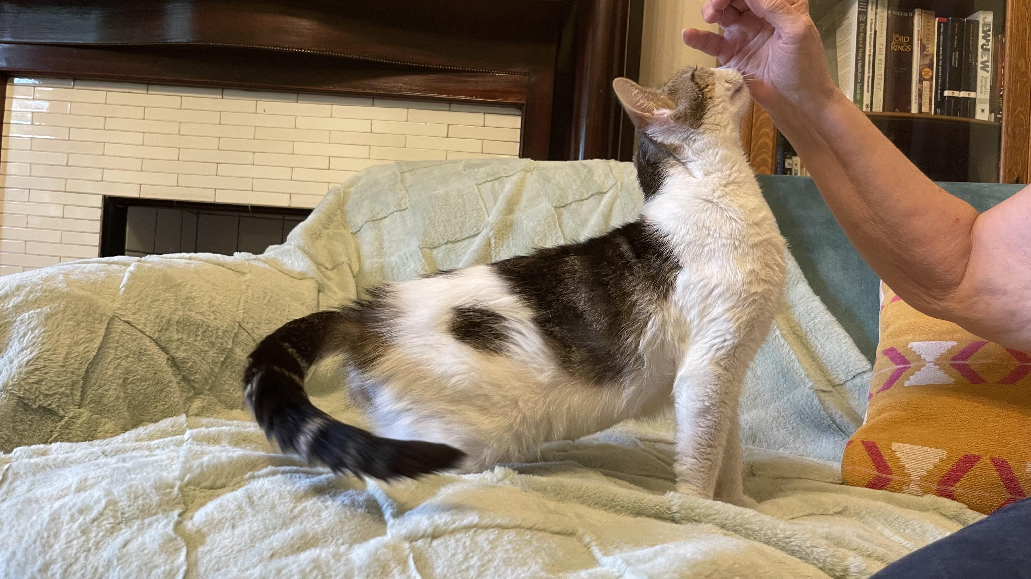 Enlarge Felicity, an adopted Domestic Short Hair in Claridge, PA image 6/6