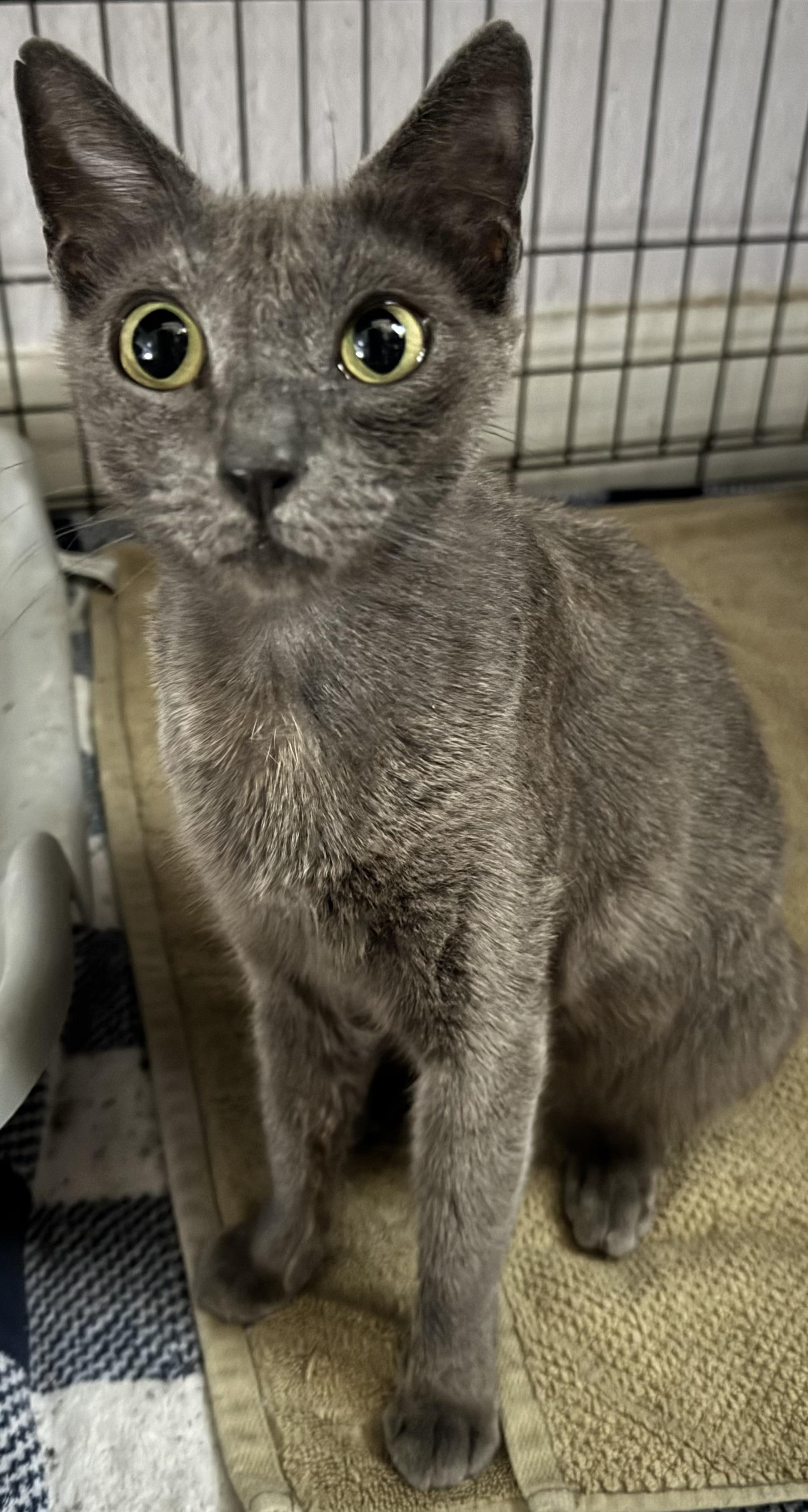 Enlarge June, a Adopted Russian Blue in Lauderhill, FL image 2/4
