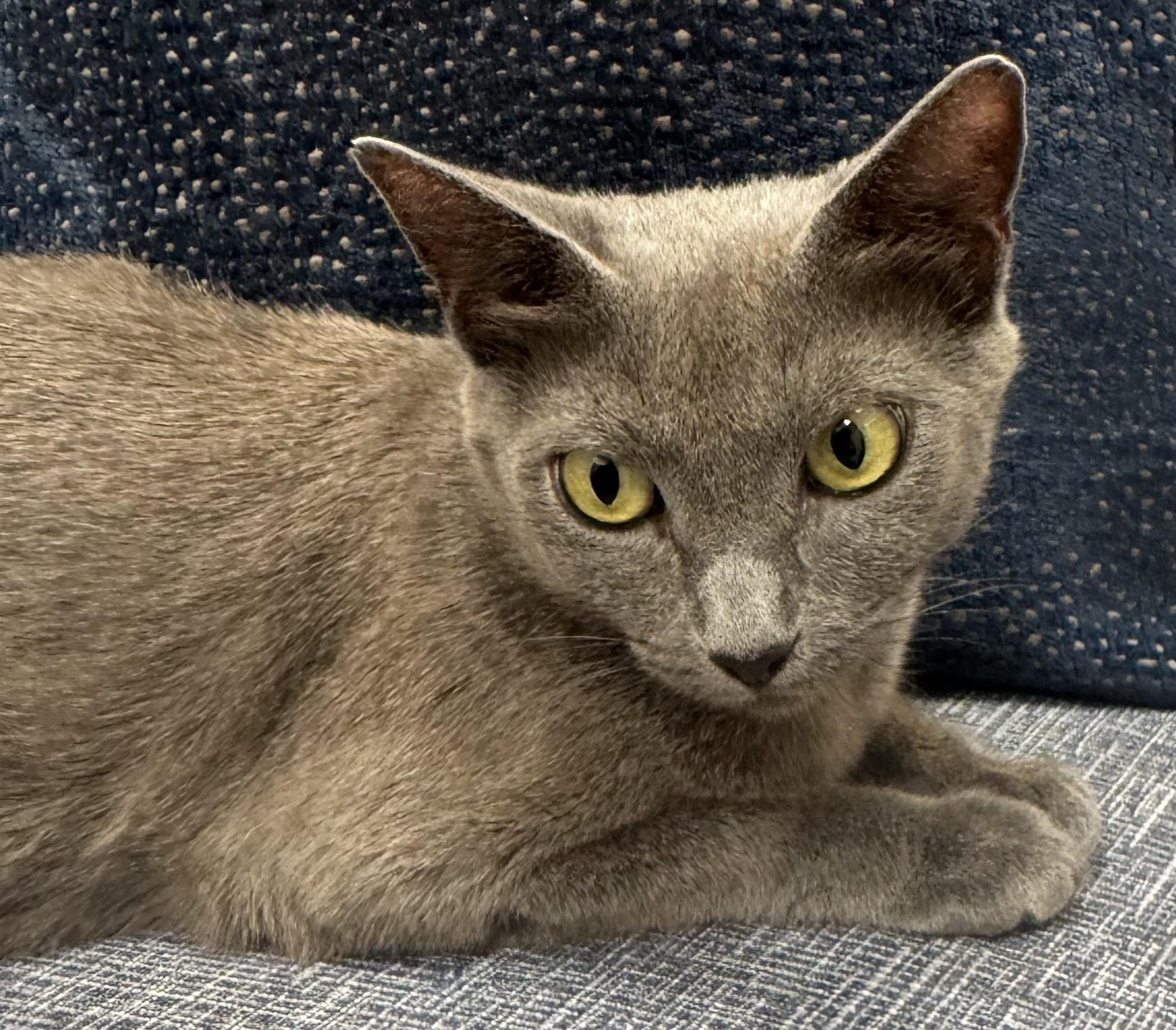 Enlarge June, a Adopted Russian Blue in Lauderhill, FL image 3/4