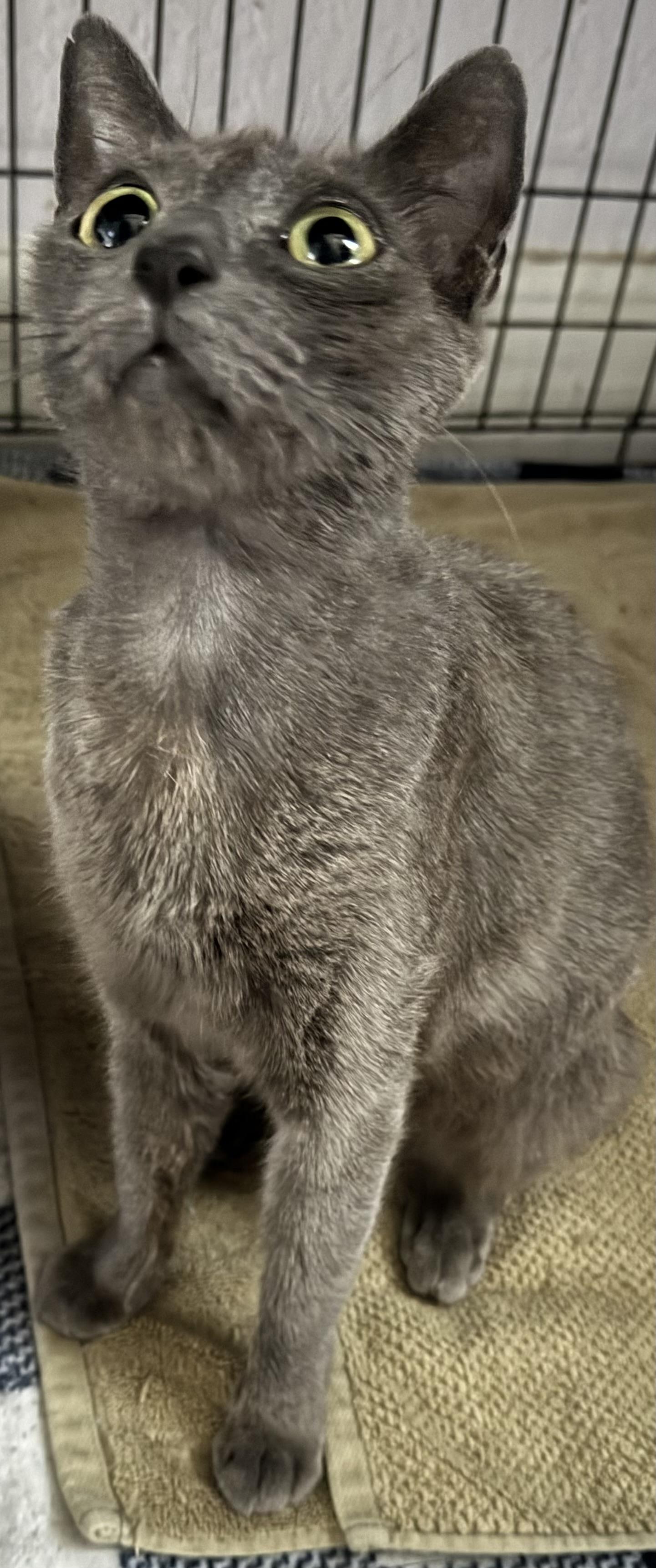 Enlarge June, a Adopted Russian Blue in Lauderhill, FL image 4/4