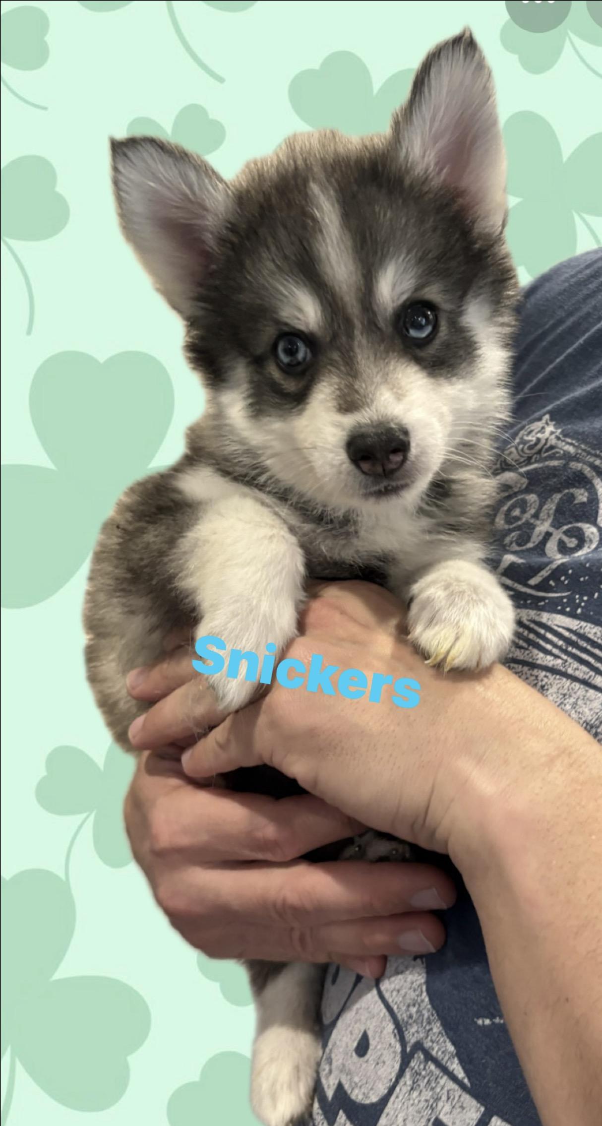 Enlarge Snickers, an adopted Pomsky in North Arlington, NJ image 2/3