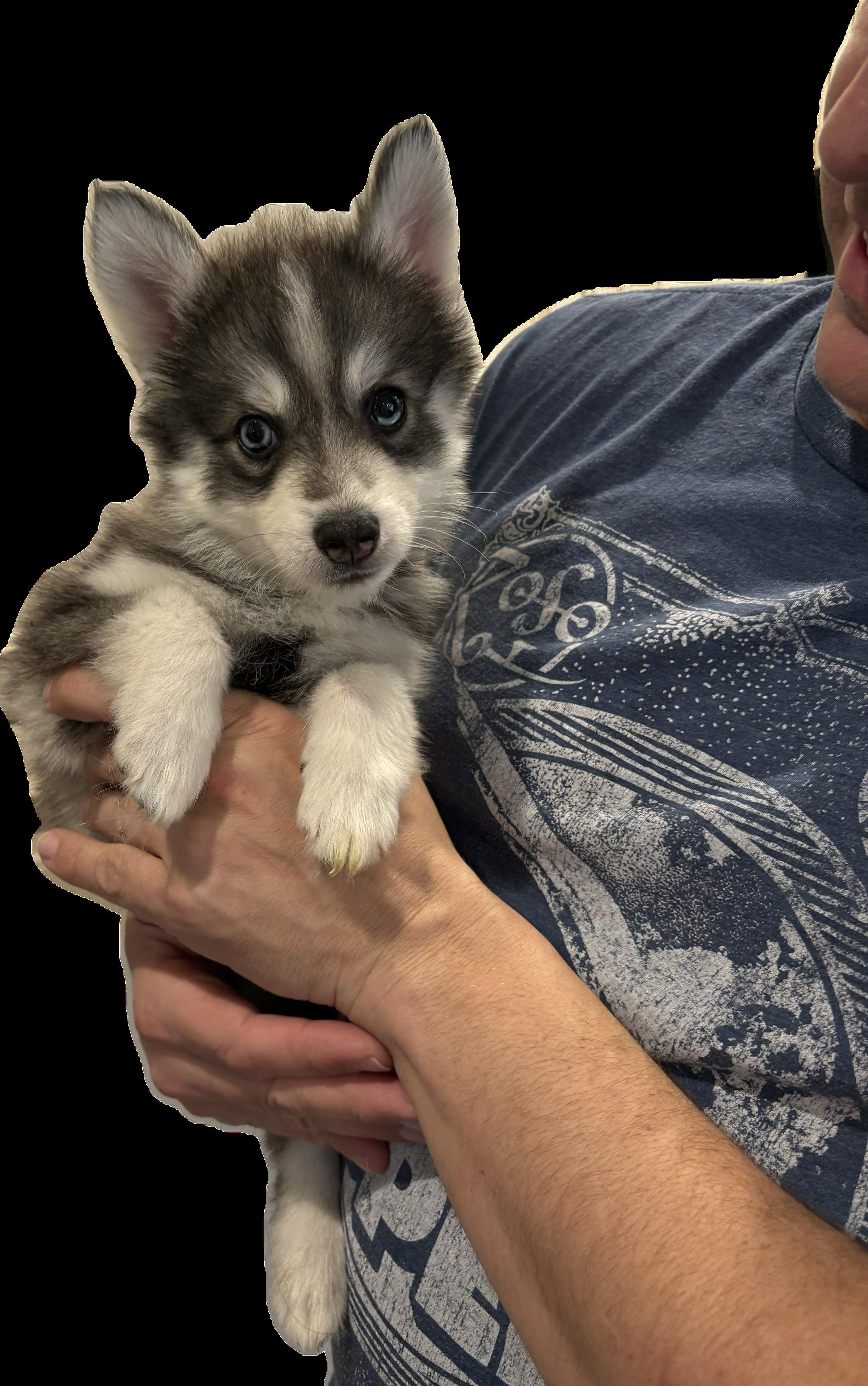 Enlarge Snickers, an adopted Pomsky in North Arlington, NJ image 3/3