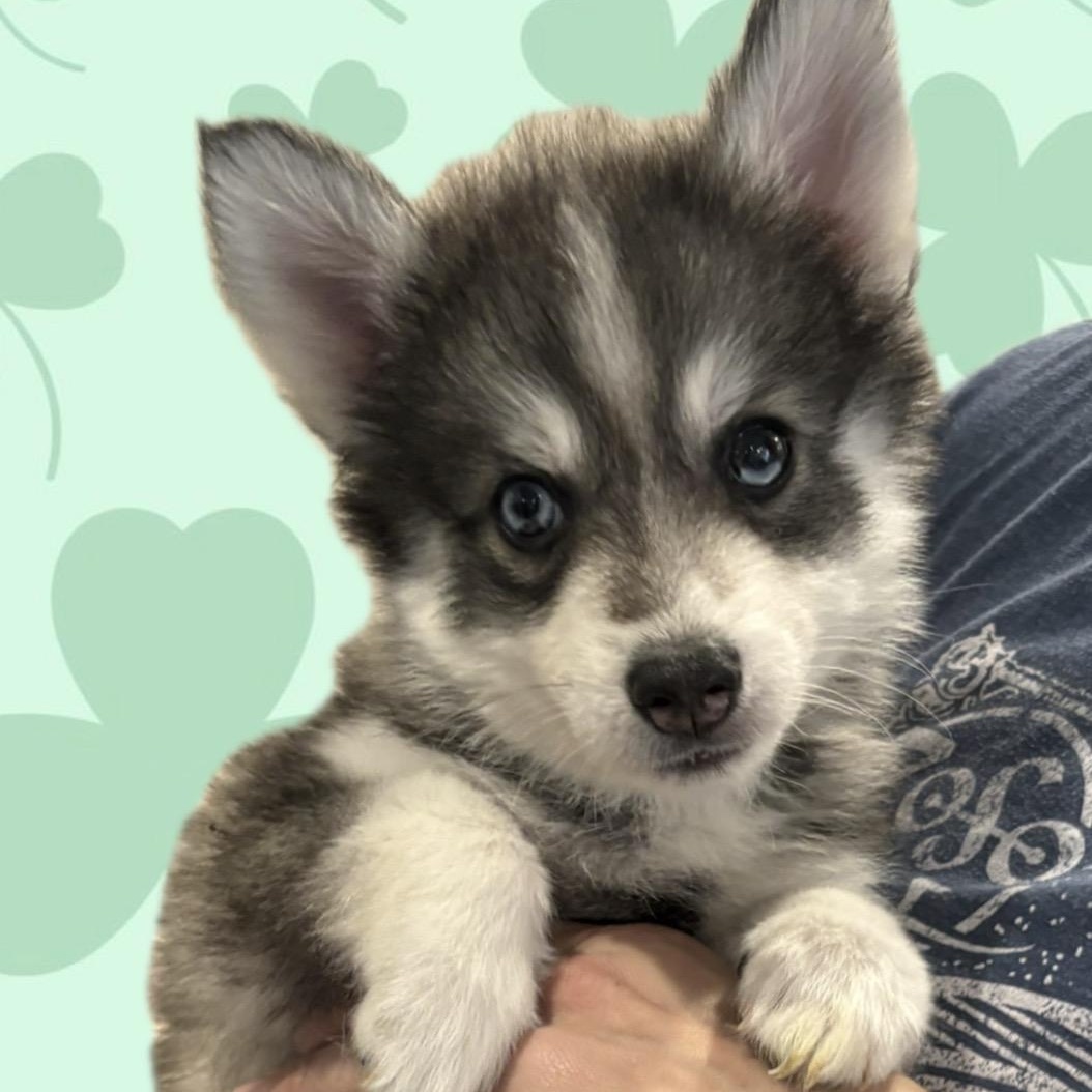Snickers, Adoptable, Puppy Male Pomsky.
