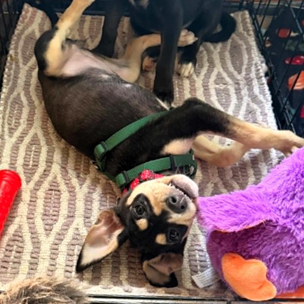 Indianapolis, Adoptable, Puppy Female Labrador Retriever & Border Collie.