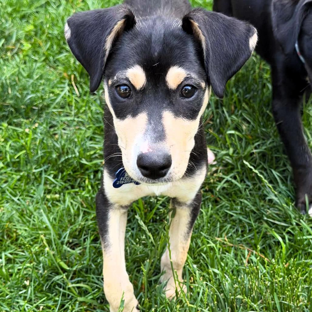 Enlarge Indianapolis, a Adoptable mixed breed in Michigan City, IN image 2/4