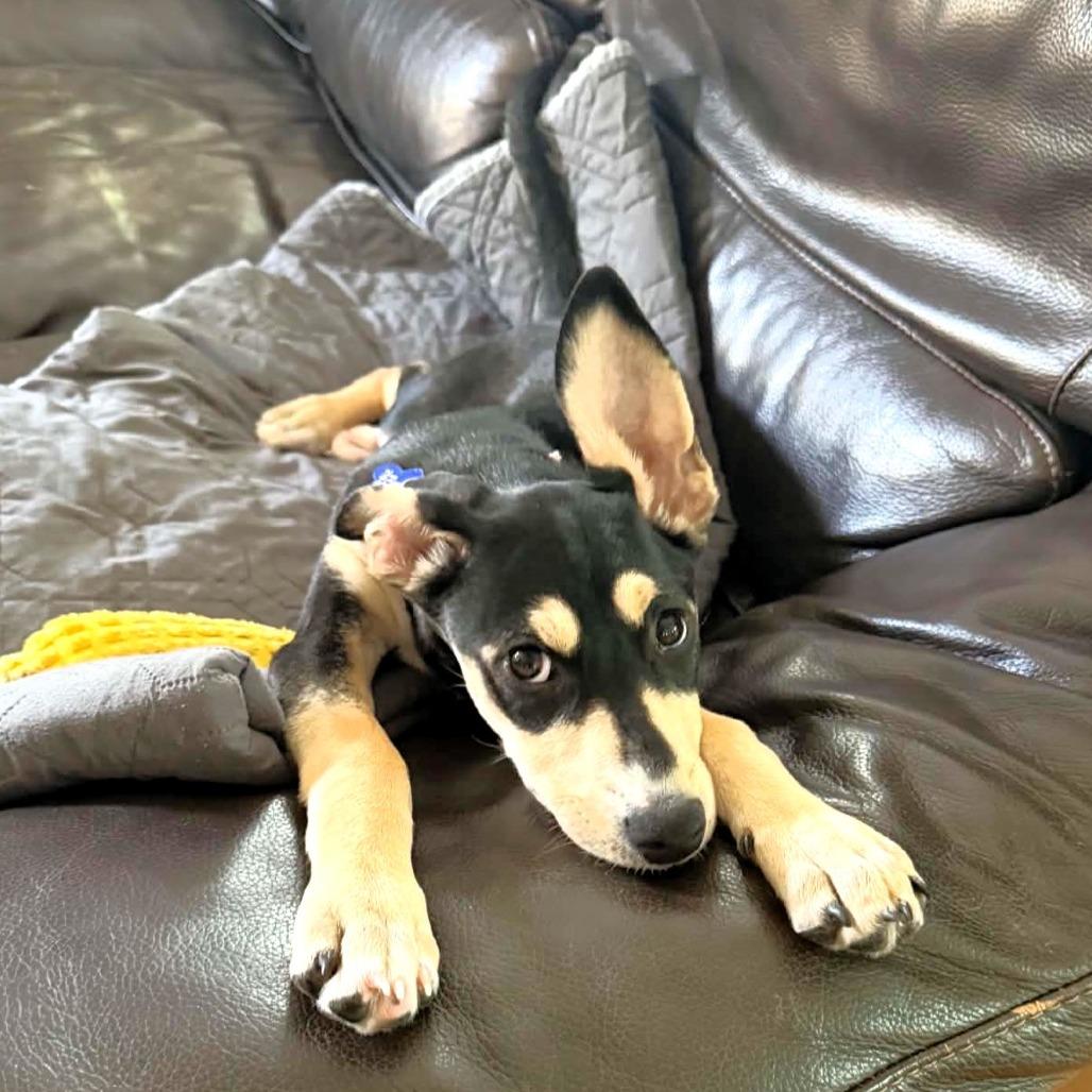 Indianapolis, Adoptable, Puppy Female Labrador Retriever & Border Collie.