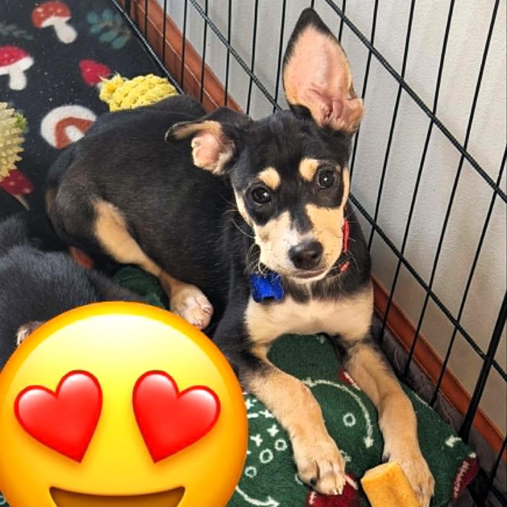 Enlarge Indianapolis, a Adoptable mixed breed in Michigan City, IN image 3/4