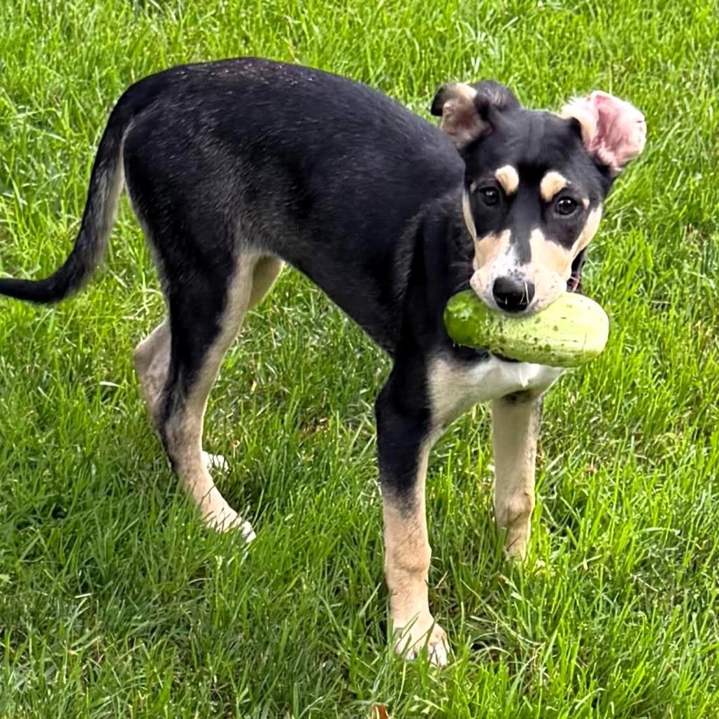 Enlarge Indianapolis, a Adoptable mixed breed in Michigan City, IN image 2/6