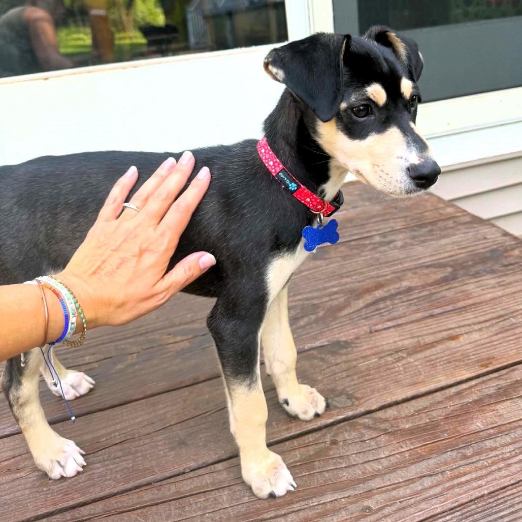 Enlarge Indianapolis, a Adoptable mixed breed in Michigan City, IN image 4/4