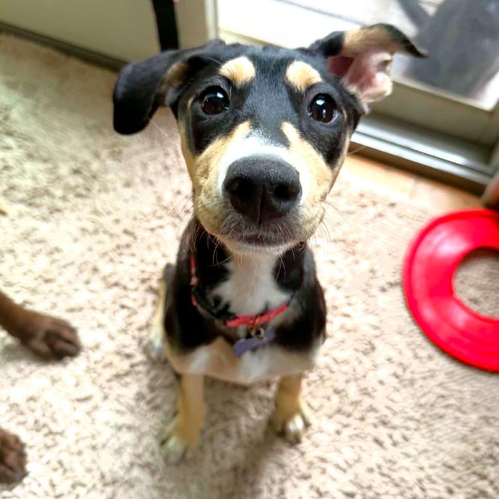 Enlarge Indianapolis, a Adoptable mixed breed in Michigan City, IN image 3/6