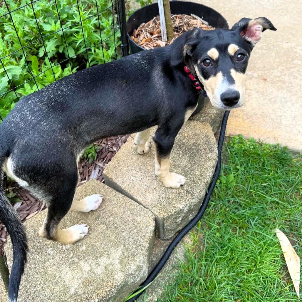 Enlarge Indianapolis, a Adoptable mixed breed in Michigan City, IN image 4/6