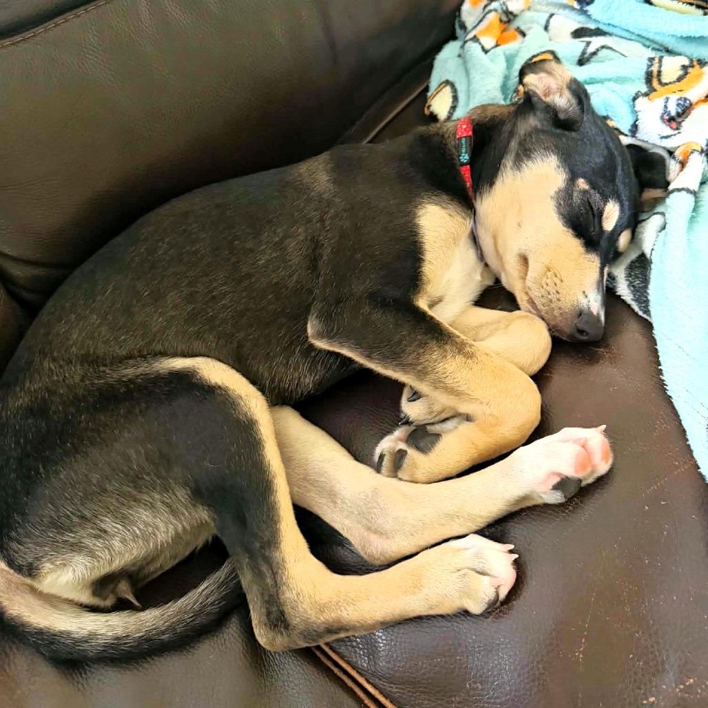 Enlarge Indianapolis, a Adoptable mixed breed in Michigan City, IN image 5/6