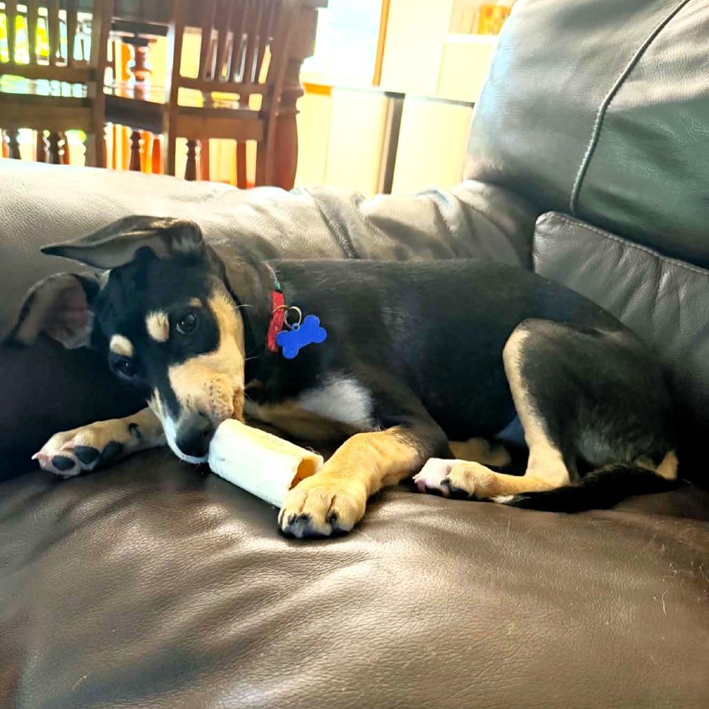 Enlarge Indianapolis, a Adoptable mixed breed in Michigan City, IN image 6/6
