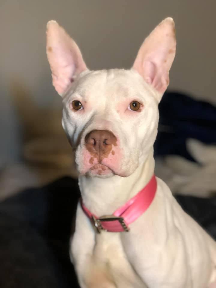 Enlarge Keela, a Adoptable American Staffordshire Terrier in Poland, IN image 2/3