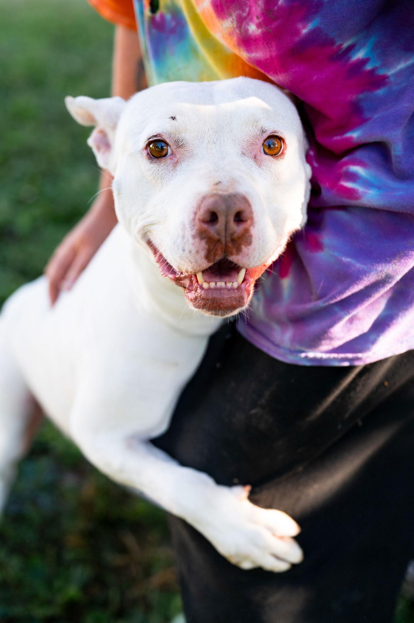 Enlarge Keela, a Adoptable American Staffordshire Terrier in Poland, IN image 3/3