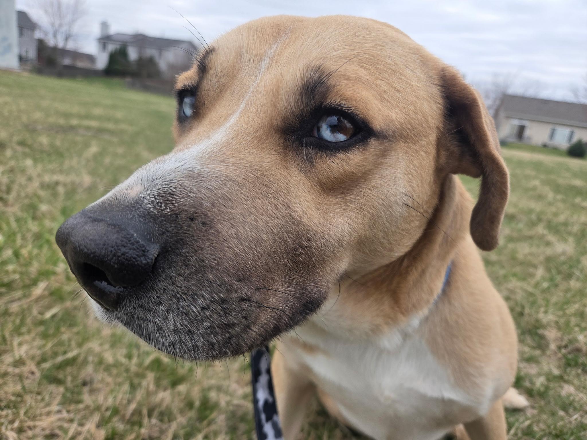 Enlarge Glacier, a ADOPTABLE mixed breed in Oswego, IL image 3/5